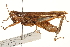  ( - CCDB-21425-C11)  @13 [ ] CreativeCommons - Attribution (2014) CBG Photography Group Centre for Biodiversity Genomics