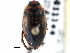  (Coptotominae - CCDB-21426-E03)  @14 [ ] CreativeCommons - Attribution (2014) CBG Photography Group Centre for Biodiversity Genomics