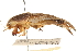  ( - CCDB-21427-A02)  @11 [ ] CreativeCommons - Attribution (2014) CBG Photography Group Centre for Biodiversity Genomics