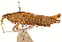  (Ichthiacris aptera - CCDB-21427-B06)  @11 [ ] CreativeCommons - Attribution (2014) CBG Photography Group Centre for Biodiversity Genomics