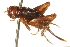  ( - CCDB-21429-E11)  @11 [ ] CreativeCommons - Attribution (2014) CBG Photography Group Centre for Biodiversity Genomics