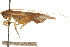  (Hapithus diplastes - CCDB-21429-G03)  @11 [ ] CreativeCommons - Attribution (2014) CBG Photography Group Centre for Biodiversity Genomics