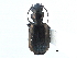  ( - CCDB-21430-C07)  @11 [ ] CreativeCommons - Attribution (2014) CBG Photography Group Centre for Biodiversity Genomics