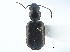  ( - CCDB-21430-C08)  @11 [ ] CreativeCommons - Attribution (2014) CBG Photography Group Centre for Biodiversity Genomics