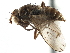  ( - CCDB-21320-A03)  @15 [ ] CreativeCommons - Attribution (2014) CBG Photography Group Centre for Biodiversity Genomics