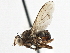  (Pherbellia quadrata - CCDB-21320-A12)  @15 [ ] CreativeCommons - Attribution (2014) CBG Photography Group Centre for Biodiversity Genomics