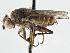  (Pherbellia - CCDB-21320-B01)  @15 [ ] CreativeCommons - Attribution (2014) CBG Photography Group Centre for Biodiversity Genomics