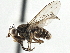  (Pherbellia vitalis - CCDB-21320-B03)  @15 [ ] CreativeCommons - Attribution (2014) CBG Photography Group Centre for Biodiversity Genomics