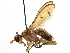  (Tetanocera - CCDB-21320-D05)  @15 [ ] CreativeCommons - Attribution (2014) CBG Photography Group Centre for Biodiversity Genomics