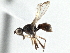  (Parapalaeosepsis laffooni - CCDB-21320-E04)  @13 [ ] CreativeCommons - Attribution (2014) CBG Photography Group Centre for Biodiversity Genomics