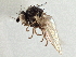 (Phytomyza sehgali - CCDB-21325-A04)  @11 [ ] CreativeCommons - Attribution (2014) CBG Photography Group Centre for Biodiversity Genomics