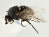  (Phytomyza takhiniensis - CCDB-21325-A10)  @11 [ ] CreativeCommons - Attribution (2014) CBG Photography Group Centre for Biodiversity Genomics