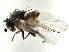  ( - CCDB-21325-A11)  @11 [ ] CreativeCommons - Attribution (2014) CBG Photography Group Centre for Biodiversity Genomics