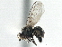 (Phytomyza tenuis - CCDB-21325-A12)  @11 [ ] CreativeCommons - Attribution (2014) CBG Photography Group Centre for Biodiversity Genomics