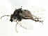  (Phytomyza multifidae - CCDB-21325-B10)  @11 [ ] CreativeCommons - Attribution (2014) CBG Photography Group Centre for Biodiversity Genomics