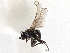  ( - CCDB-21327-A06)  @13 [ ] CreativeCommons - Attribution (2014) CBG Photography Group Centre for Biodiversity Genomics