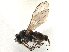  ( - CCDB-21327-A10)  @11 [ ] CreativeCommons - Attribution (2014) CBG Photography Group Centre for Biodiversity Genomics