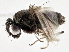  ( - CCDB-21327-B10)  @13 [ ] CreativeCommons - Attribution (2014) CBG Photography Group Centre for Biodiversity Genomics