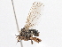  ( - CCDB-21327-F02)  @13 [ ] CreativeCommons - Attribution (2014) CBG Photography Group Centre for Biodiversity Genomics
