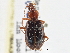  (Agonum bicoloratus - CCDB-21331-C10)  @11 [ ] CreativeCommons - Attribution (2014) CBG Photography Group Centre for Biodiversity Genomics