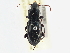  (Pterostichus californicus - CCDB-21331-F11)  @11 [ ] CreativeCommons - Attribution (2014) CBG Photography Group Centre for Biodiversity Genomics