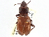  (Pterostichus isabellae - CCDB-21331-H05)  @15 [ ] CreativeCommons - Attribution (2014) CBG Photography Group Centre for Biodiversity Genomics