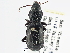  ( - CCDB-21331-H06)  @11 [ ] CreativeCommons - Attribution (2014) CBG Photography Group Centre for Biodiversity Genomics