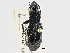  (Pterostichus johnsoni - CCDB-21331-H08)  @11 [ ] CreativeCommons - Attribution (2014) CBG Photography Group Centre for Biodiversity Genomics