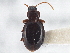  ( - CCDB-21333-B05)  @11 [ ] CreativeCommons - Attribution (2014) CBG Photography Group Centre for Biodiversity Genomics