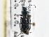  ( - CCDB-21333-E01)  @11 [ ] CreativeCommons - Attribution (2014) CBG Photography Group Centre for Biodiversity Genomics