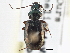  ( - CCDB-21333-E02)  @13 [ ] CreativeCommons - Attribution (2014) CBG Photography Group Centre for Biodiversity Genomics