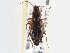  ( - CCDB-21333-F11)  @11 [ ] CreativeCommons - Attribution (2014) CBG Photography Group Centre for Biodiversity Genomics