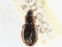  ( - CCDB-21333-F12)  @11 [ ] CreativeCommons - Attribution (2014) CBG Photography Group Centre for Biodiversity Genomics