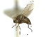  ( - CCDB-21422-C09)  @11 [ ] CreativeCommons - Attribution (2014) CBG Photography Group Centre for Biodiversity Genomics