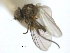  (Amauromyza angulicornis - CCDB-21422-C12)  @12 [ ] CreativeCommons - Attribution (2014) CBG Photography Group Centre for Biodiversity Genomics