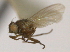  (Amauromyza subinfumata - CCDB-21422-D08)  @11 [ ] CreativeCommons - Attribution (2014) CBG Photography Group Centre for Biodiversity Genomics