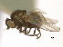  ( - CCDB-21422-D09)  @11 [ ] CreativeCommons - Attribution (2014) CBG Photography Group Centre for Biodiversity Genomics