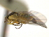 ( - CCDB-21422-F02)  @12 [ ] CreativeCommons - Attribution (2014) CBG Photography Group Centre for Biodiversity Genomics