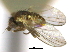  ( - CCDB-21422-F03)  @11 [ ] CreativeCommons - Attribution (2014) CBG Photography Group Centre for Biodiversity Genomics