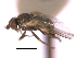  (Cerodontha thompsoni - CCDB-21422-F10)  @11 [ ] CreativeCommons - Attribution (2014) CBG Photography Group Centre for Biodiversity Genomics