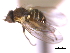  ( - CCDB-21422-F11)  @11 [ ] CreativeCommons - Attribution (2014) CBG Photography Group Centre for Biodiversity Genomics