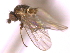  ( - CCDB-21422-G02)  @11 [ ] CreativeCommons - Attribution (2014) CBG Photography Group Centre for Biodiversity Genomics