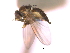  ( - CCDB-21422-G06)  @11 [ ] CreativeCommons - Attribution (2014) CBG Photography Group Centre for Biodiversity Genomics