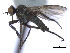  ( - CCDB-21399-A05)  @14 [ ] CreativeCommons - Attribution (2014) CBG Photography Group Centre for Biodiversity Genomics