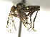  ( - CCDB-21399-D07)  @13 [ ] CreativeCommons - Attribution (2014) CBG Photography Group Centre for Biodiversity Genomics