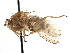  ( - CCDB-21401-B08)  @15 [ ] CreativeCommons - Attribution (2014) CBG Photography Group Centre for Biodiversity Genomics