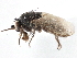  ( - CCDB-21402-C11)  @13 [ ] CreativeCommons - Attribution (2014) CBG Photography Group Centre for Biodiversity Genomics