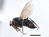  (Spelobia depilicercus - CCDB-21402-E12)  @15 [ ] CreativeCommons - Attribution (2014) CBG Photography Group Centre for Biodiversity Genomics