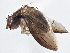  ( - CCDB-21402-F10)  @13 [ ] CreativeCommons - Attribution (2014) CBG Photography Group Centre for Biodiversity Genomics