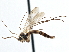  (Aglaomyia - CCDB-21402-G09)  @15 [ ] CreativeCommons - Attribution (2014) CBG Photography Group Centre for Biodiversity Genomics